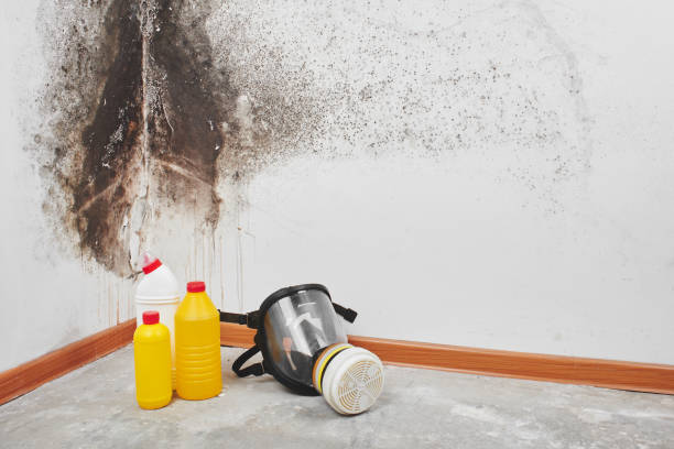  Maan, ND Mold Removal Pros