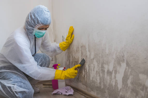 Best Crawl Space Mold Removal  in Maan, ND