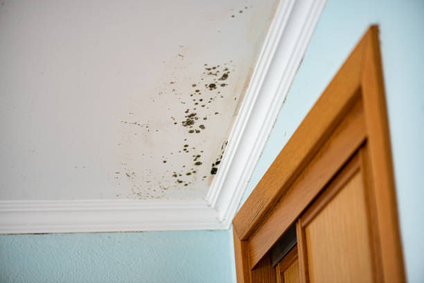 Best Mold Testing  in Maan, ND