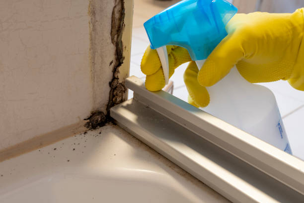 Best Fast Mold Removal  in Maan, ND