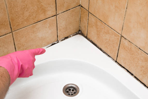 Best Office Mold Removal Services  in Maan, ND