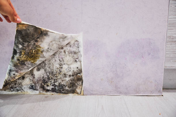 Best Mold Damage Repair  in Maan, ND